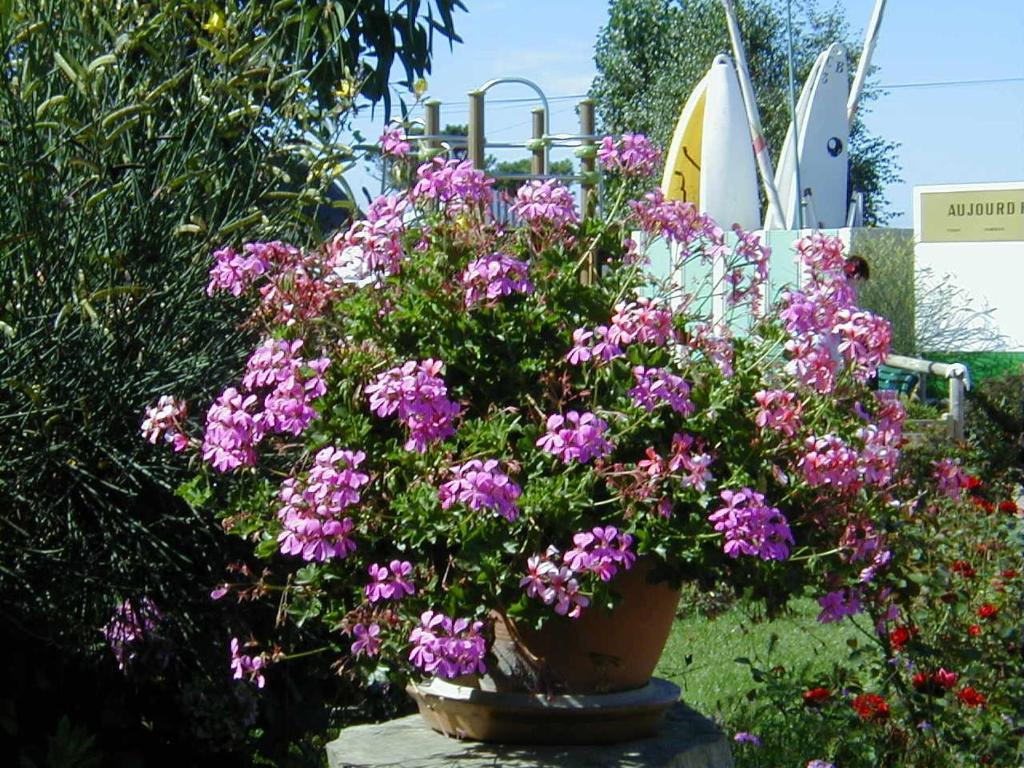 Camping De La Baie Hotel La Trinité-sur-Mer Exterior foto